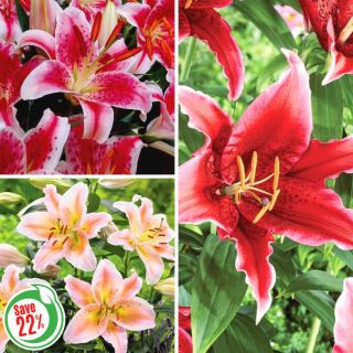 Oriental Lily Collection Thumbnail